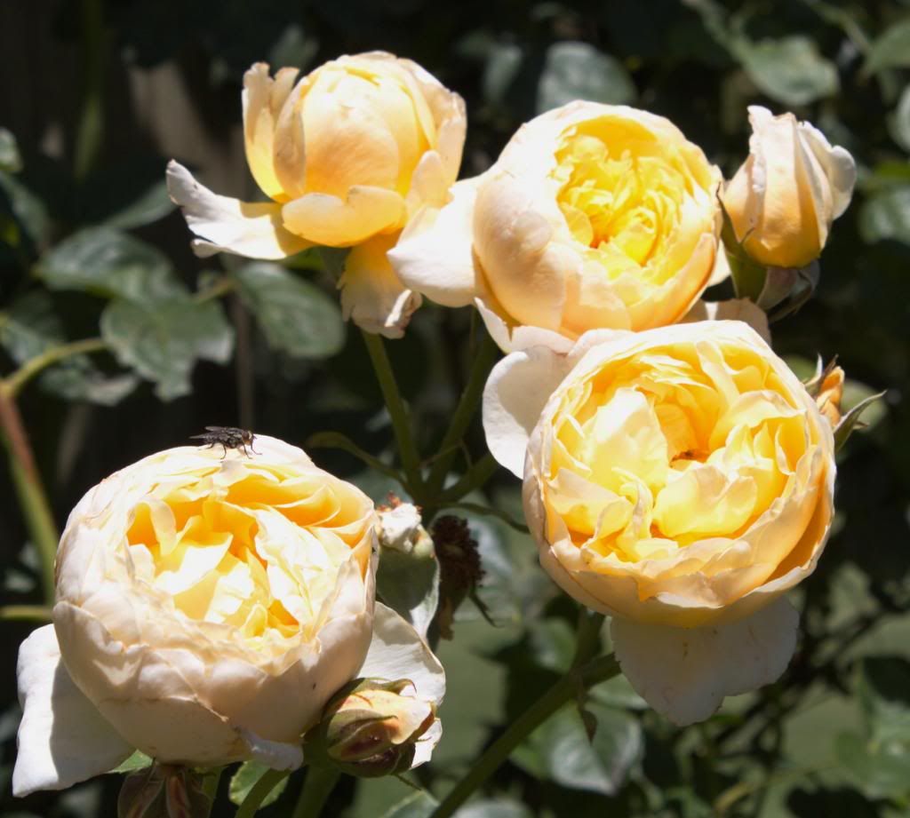  photo Charlotte_zps8e5260e0.jpg